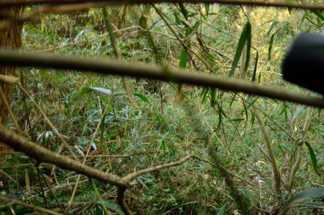 鹿背山トンネル