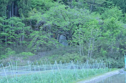 前山トンネル福知山方